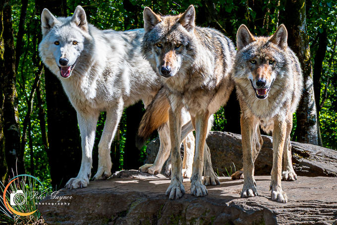The Wolf Pack - Wild Ireland